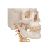 model ludzkiej czaszki z odcinkiem kręgosłupa szyjnego, 4 części - 3b smart anatomy kat. 1020160 a20/1 3b scientific modele anatomiczne 8